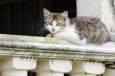Kedi verandaya rahatlatıcı