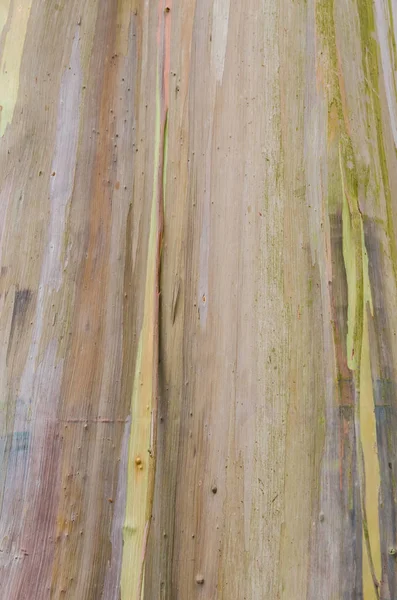 Primer Plano Del Colorido Tronco Del Árbol Del Eucalipto Arco —  Fotos de Stock