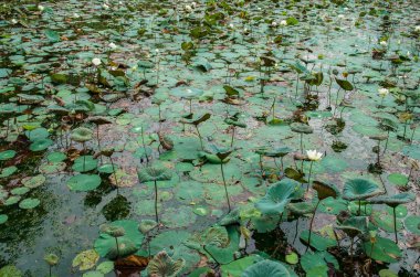 Beyaz lotus çiçek gölet manzaralı görünüm.