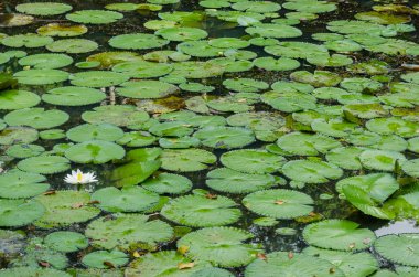 Havuzda güzel beyaz su lily çiçek.