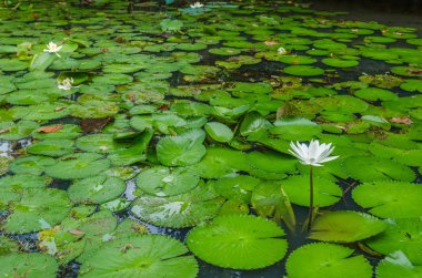 Havuzda güzel beyaz su lily çiçek.