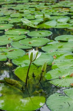 Havuzda güzel beyaz su lily çiçek.