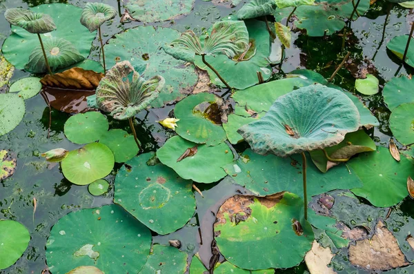 Vue Panoramique Des Feuilles Lotus Dans Étang — Photo