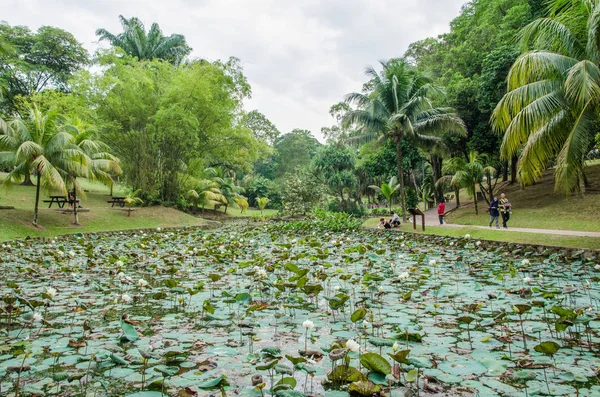 吉隆坡 马来西亚 312018 白色莲花池塘坐落在吉隆坡裴丹娜植物园 人们可以看到周围的探索 — 图库照片