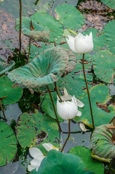Vista Panorámica Las Flores Loto Blanco Estanque —  Fotos de Stock