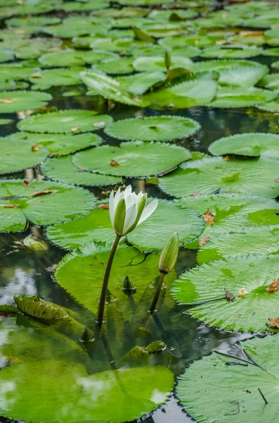 Havuzda güzel beyaz su lily çiçek.