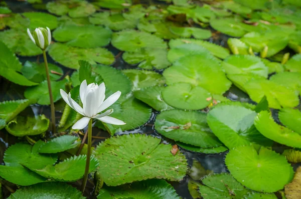 Hermosa Flor Lirio Agua Blanca Estanque —  Fotos de Stock