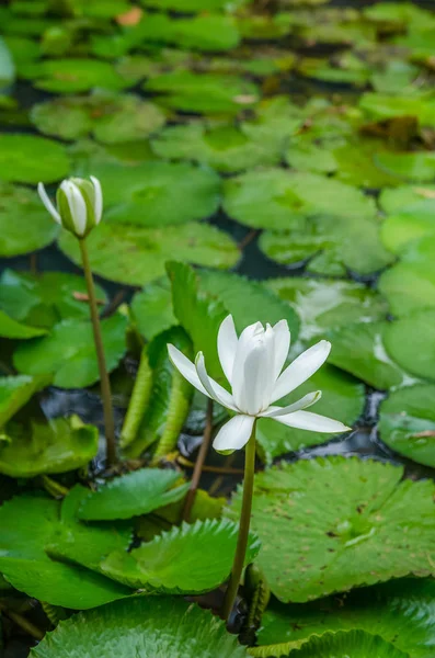 Hermosa Flor Lirio Agua Blanca Estanque —  Fotos de Stock