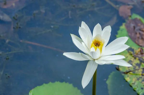 Hermosa Flor Lirio Agua Blanca Estanque —  Fotos de Stock