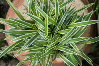 Top view of the Chlorophytum Comosum, it also known as spider plant. clipart