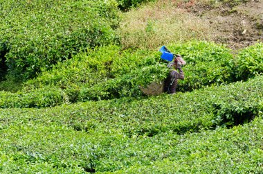 Çay yaprağı ve depolama çay yaprağı Cameron Highlands sepette hasat çay işçi.