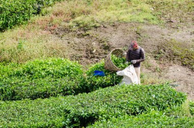 Çay yaprağı ve depolama çay yaprağı Cameron Highlands çantada hasat çay işçi.
