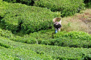 Çay yaprağı ve depolama çay yaprağı Cameron Highlands sepette hasat çay işçi.