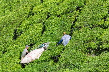 Pahang, Malezya - 28 Ekim 2014: hasat makine ve depolama çay yaprağı Cameron Highlands çantada kullanarak çay yaprağı çay işçi.