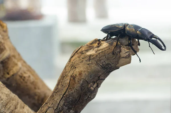 Tres Escarabajo Cuerno Trepando Rama —  Fotos de Stock
