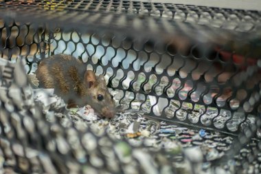 Fare kapanına yakalanan fare