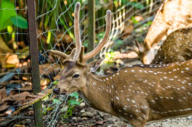Sambar geyiği (Cervus tek renkli equinis)