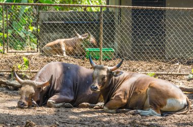 Bir çift Banteng (Bos Javanicus)