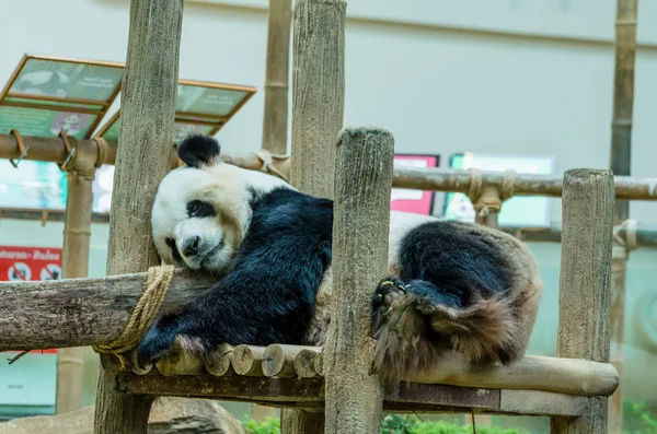 Гігант панда спати на платформі в зоопарку Негара, Малайзія — стокове фото