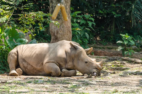 Un rinoceronte descansando en el suelo —  Fotos de Stock
