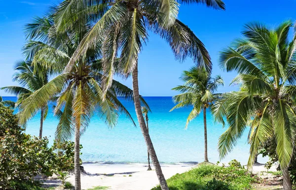 Spiaggia da sogno cubana con palme a Varadero - Serie Cuba Reportage Fotografia Stock