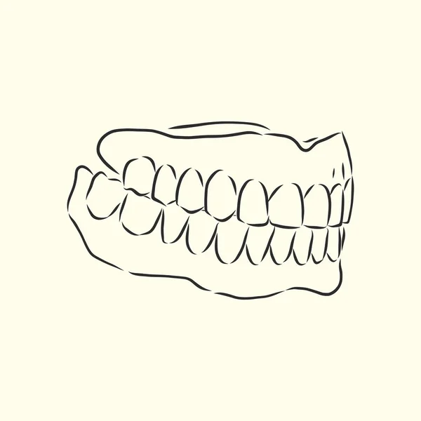 Çene Vektör Çizimi Diş Çene Vektör Çizim Çizimi — Stok Vektör
