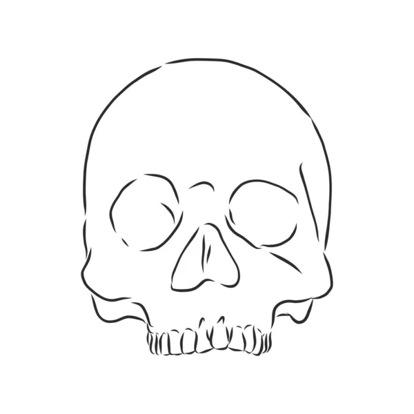 Hand Painting Human Skull — Stock Vector