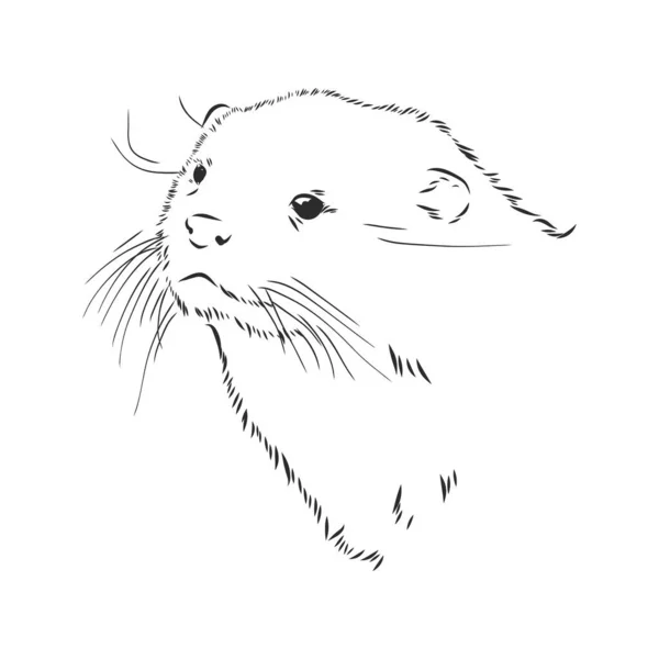 Vector Animal River Common Otter Βίδρα Θαλάσσια Ενυδρίδα Διανυσματικό Σκίτσο — Διανυσματικό Αρχείο