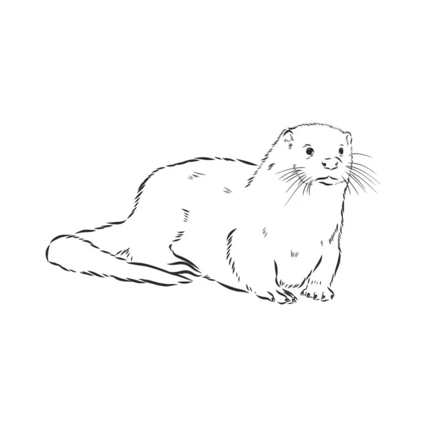 Vecteur Animal Rivière Loutre Commune Loutre Loutre Mer Croquis Vectoriel — Image vectorielle