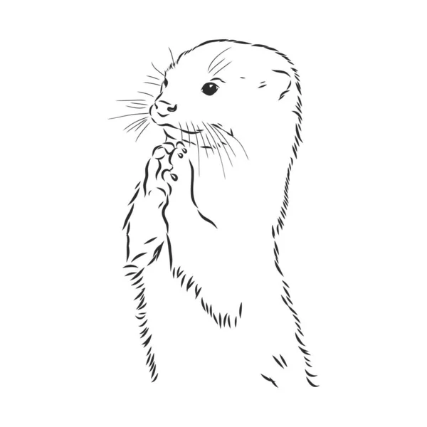 Vector Dier Rivier Gemeenschappelijke Otter Otter Zeeotter Vector Schets — Stockvector