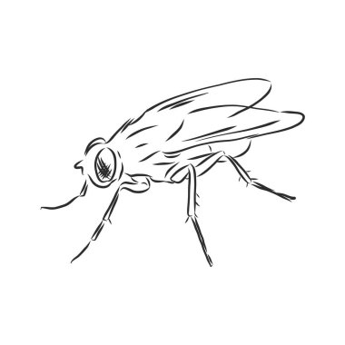 Uçan böcek geometrik çizgileri silueti beyaz arkaplan vintage vektör tasarım elemanı resimlemesi üzerinde izole