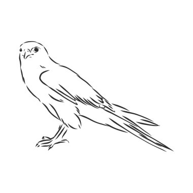 Siyah beyaz çizim. Dövme sanatı için kuş çizimi. Sırtındaki dövme için ayrıntılı el çizimi kartalı. Boho chic.Condor. Baykuş. Tişört için yazdır.
