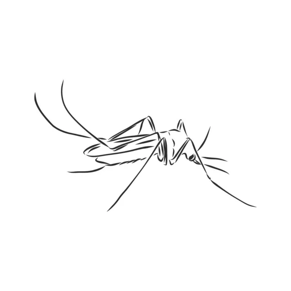 Hand Sketch Mosquito Vector Illustration — Stock Vector