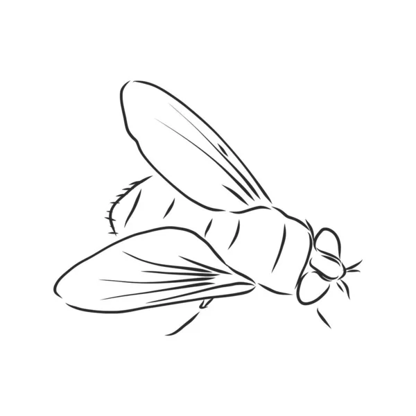 Mosca Insecto Líneas Geométricas Silueta Aislada Sobre Fondo Blanco Vintage — Vector de stock