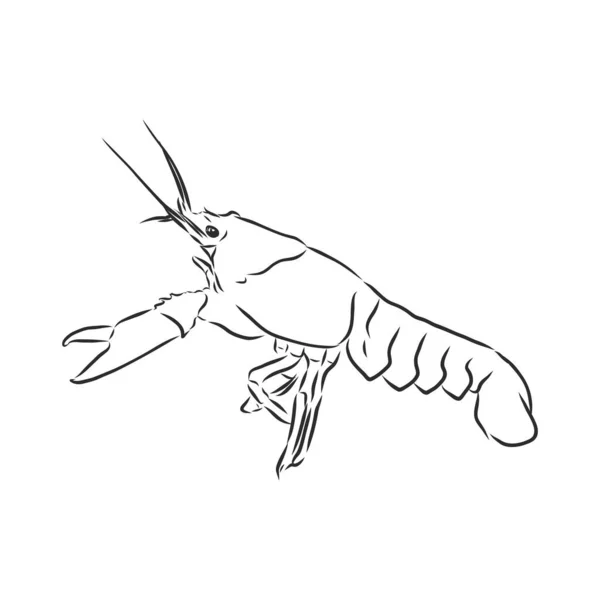 用简单装饰在白色孤立背景上的手工绘制的小龙虾癌 河流动物 为书页着色 — 图库矢量图片