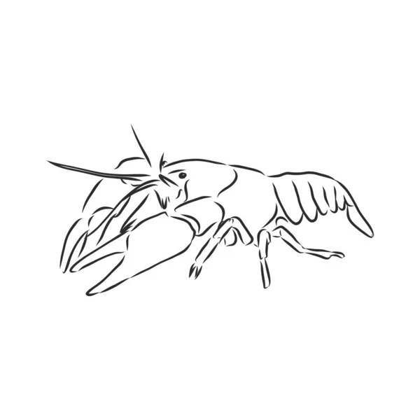 白い隔離された背景の簡単な装飾が付いている手描きのザリガニ癌 川の動物 本のページをぬりつぶす — ストックベクタ