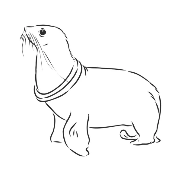 海狮子的有趣的草图 上面有正面的题词 也可用于生态主题 — 图库矢量图片
