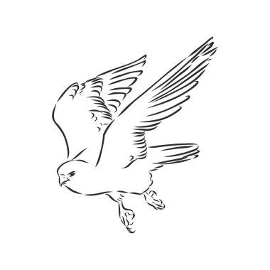 Siyah beyaz çizim. Dövme sanatı için kuş çizimi. Sırtındaki dövme için ayrıntılı el çizimi kartalı. Falcon kuşu, vektör çizimi çizimi