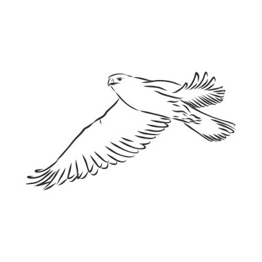 Siyah beyaz çizim. Dövme sanatı için kuş çizimi. Sırtındaki dövme için ayrıntılı el çizimi kartalı. Falcon kuşu, vektör çizimi çizimi