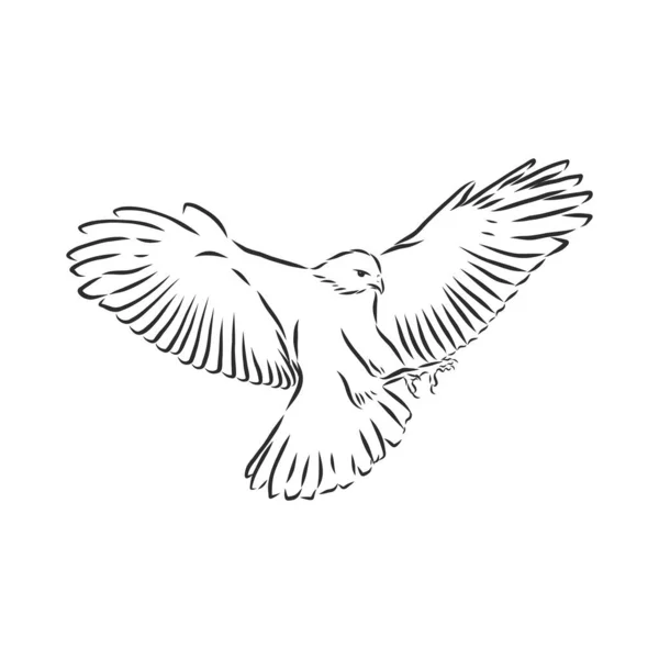 Illustration Noir Blanc Croquis Oiseau Pour Tatouage Aigle Dessiné Main — Image vectorielle