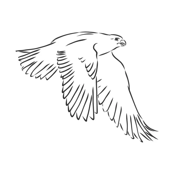 Illustration Noir Blanc Croquis Oiseau Pour Tatouage Aigle Dessiné Main — Image vectorielle