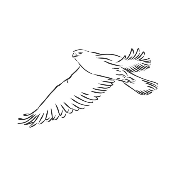 黑白插图 用于纹身艺术的鸟类素描 精雕细琢的手绘鹰背纹身 猎鹰鸟 矢量草图说明 — 图库矢量图片
