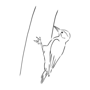 İzole vektör çizimi. Ağaçkakan kuşunun el çizimi doğrusal mürekkep çizimi.