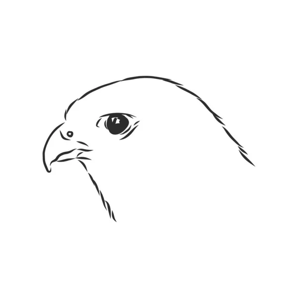 흑백의 일러스트 예술을 가죽을 벗기기 손으로 독수리등에 문신을 Falcon Bird — 스톡 벡터