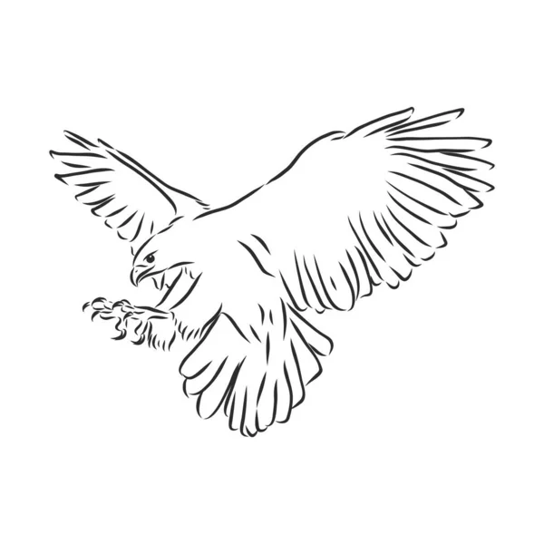 Illustration Noir Blanc Croquis Oiseau Pour Tatouage Aigle Dessiné Main — Image vectorielle