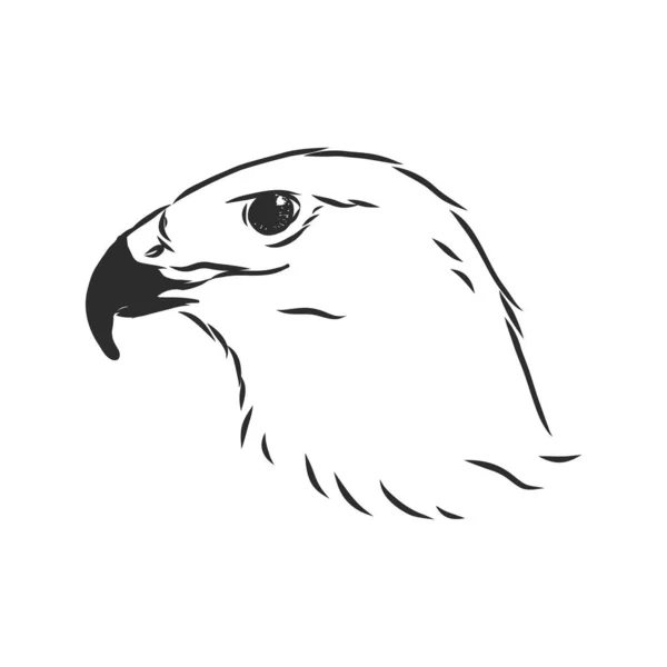 흑백의 일러스트 예술을 가죽을 벗기기 손으로 독수리등에 문신을 Falcon Bird — 스톡 벡터
