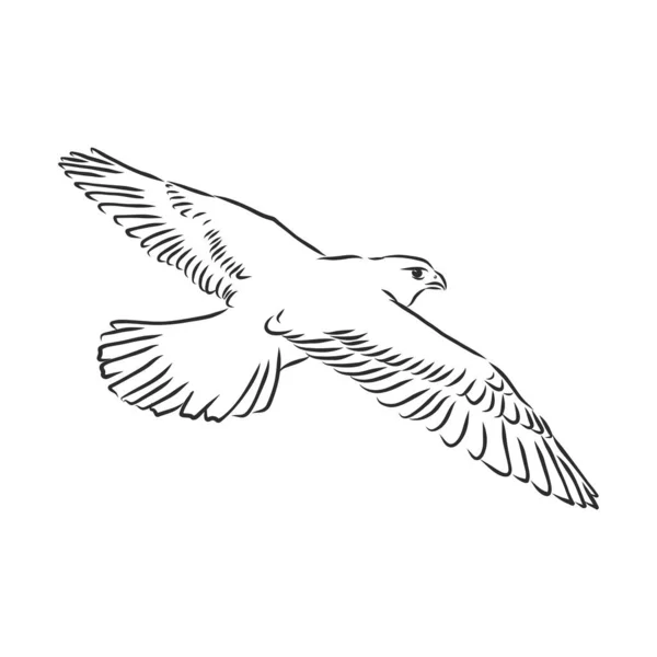 白黒のイラスト タトゥーアート用の鳥のスケッチ 背中に入れ墨のための詳細な手描きワシ ファルコン鳥 ベクトルスケッチイラスト — ストックベクタ