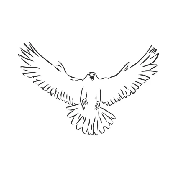 Schwarz Weiß Illustration Skizze Von Vogel Für Tätowierkunst Detaillierter Handgezeichneter — Stockvektor