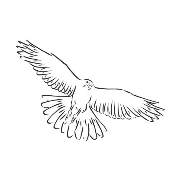 黑白插图 用于纹身艺术的鸟类素描 精雕细琢的手绘鹰背纹身 猎鹰鸟 矢量草图说明 — 图库矢量图片