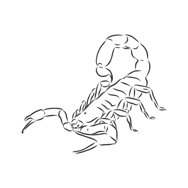 Ручной Рисунок Скорпиона Ретро Реалистичное Животное Изолировано Винтажная Татуировка Графический — стоковый вектор